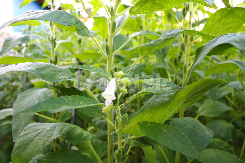 꽃,깨꽃,참깨꽃,식물,깨,참깨,식용작물,자연,호마,지마,향마,식물,자연,plants,nature