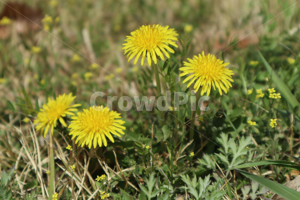 봄,민들레,꽃,여름,감성사진,초록,들판,꽃잎,식물,자연,plants,nature,꽃,flower