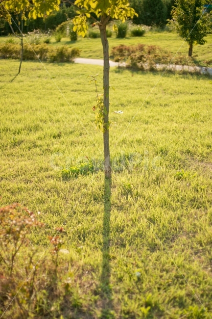 그림자,나무,공원,해질녘,풍경,식물,자연,plants,nature