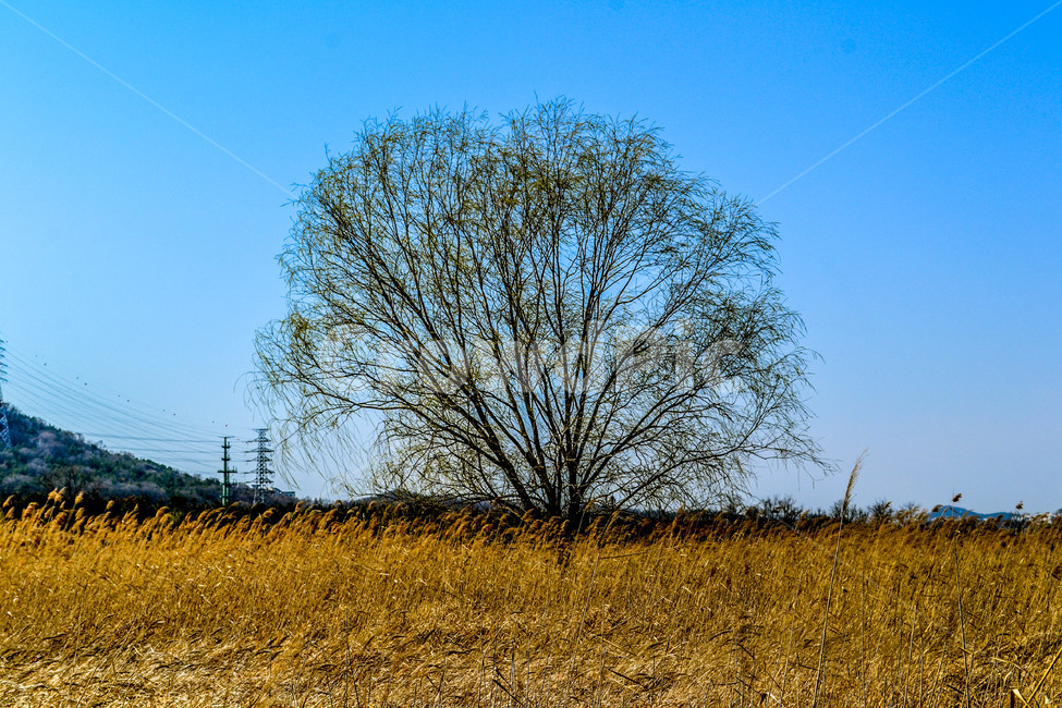 나홀로나무,소래습지생태공원,겨울나무,갈대밭,갈대,자연,풍경,nature,landscape,field,들,grassland,목초지,outdoors,옥외
