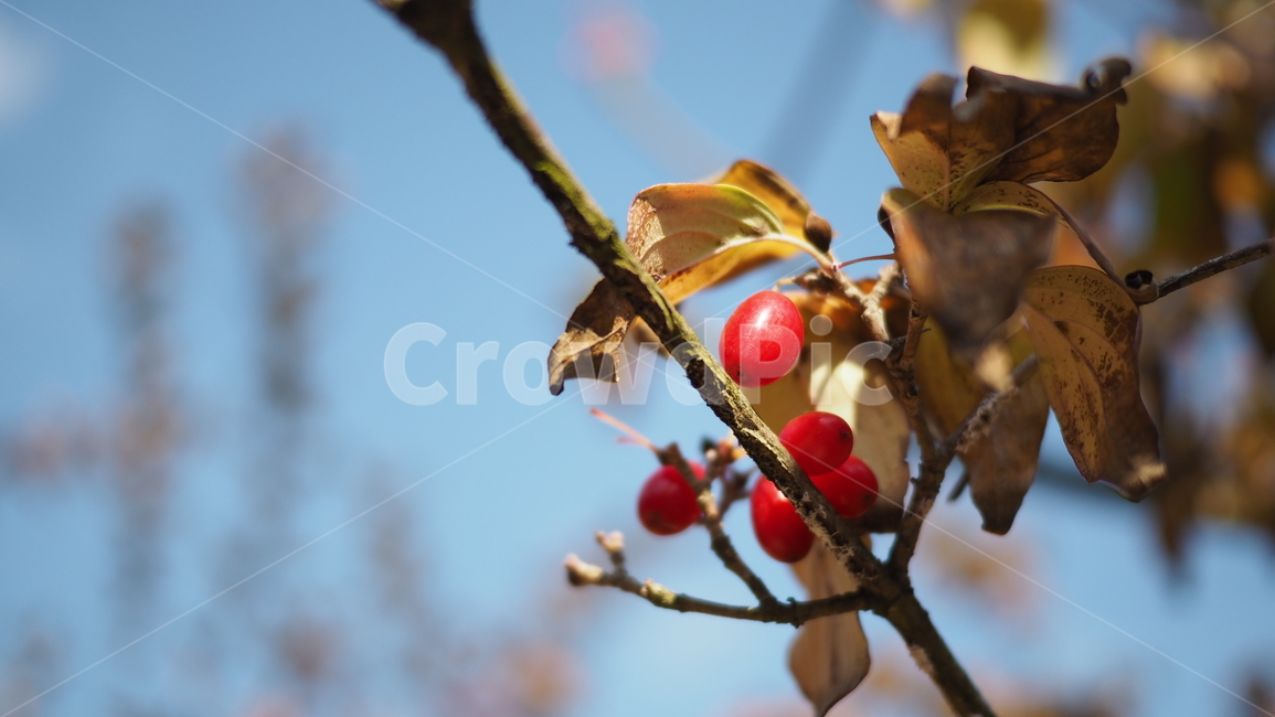 열매,나뭇잎,식물,fruit,leaf,plant,빨간색열매,redberries,식물,자연,plants,nature