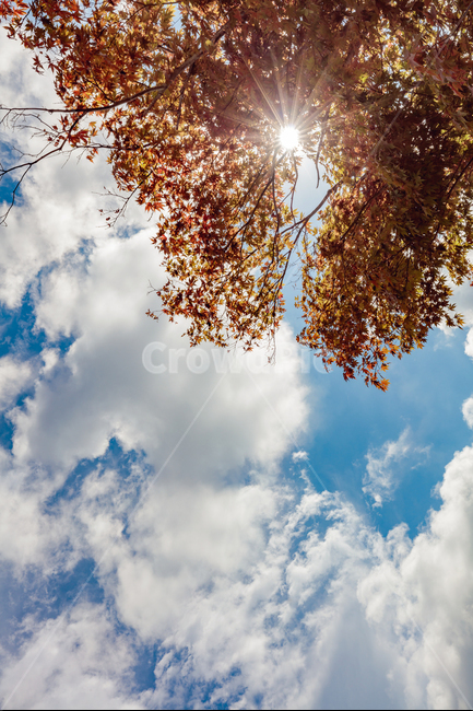 하늘,풍경,가을,감성,구름,가을,계절,fall,autumn,season,자연,풍경,nature,landscape,light,빛,flare,플레어,sunlight,햇빛