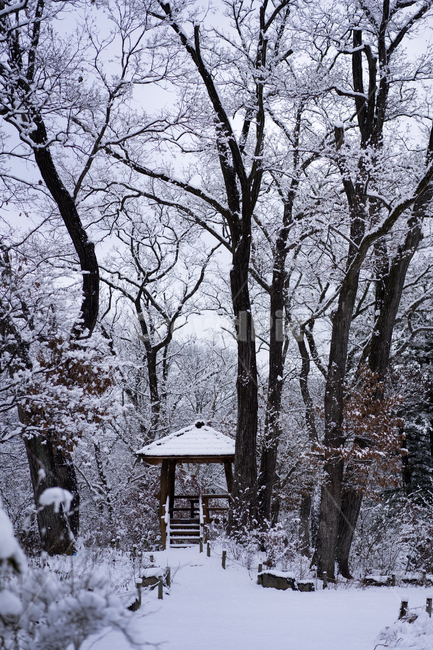 첫눈,겨울,눈,겨울수목원,눈꽃,계절,winter,snow,겨울,계절,winter,season,자연,풍경,nature,landscape,식물,plants,나무,trees,wood,tree,plant