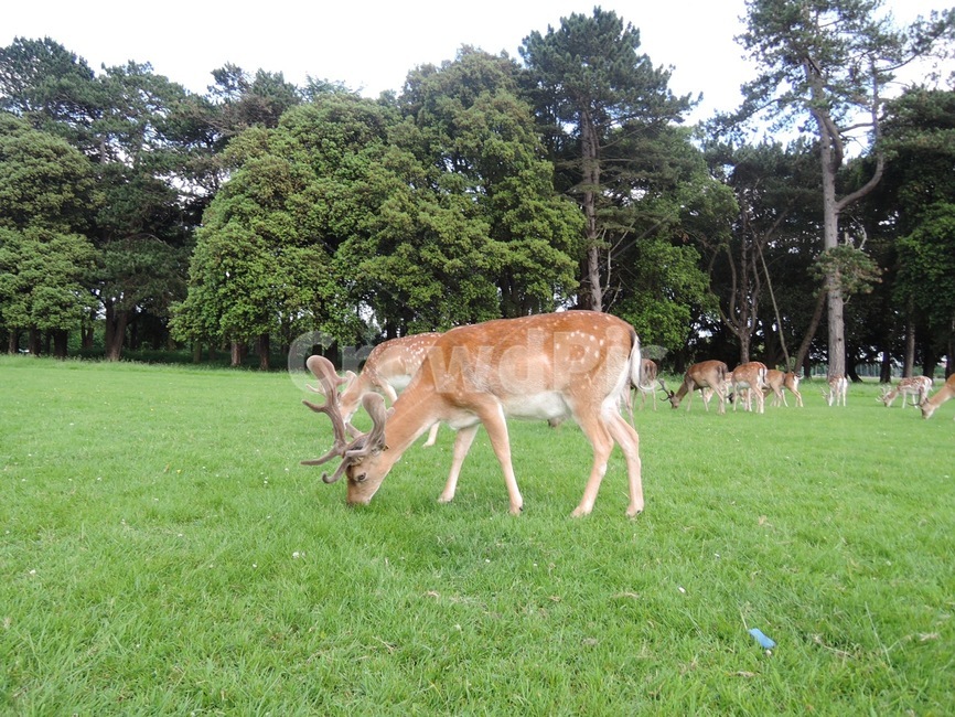 사슴,ireland,아일랜드,풀,공원