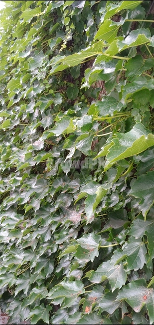 식물,자연,벽,담쟁이,담쟁이덩쿨,녹색,그린,green,식물,자연,plants,nature