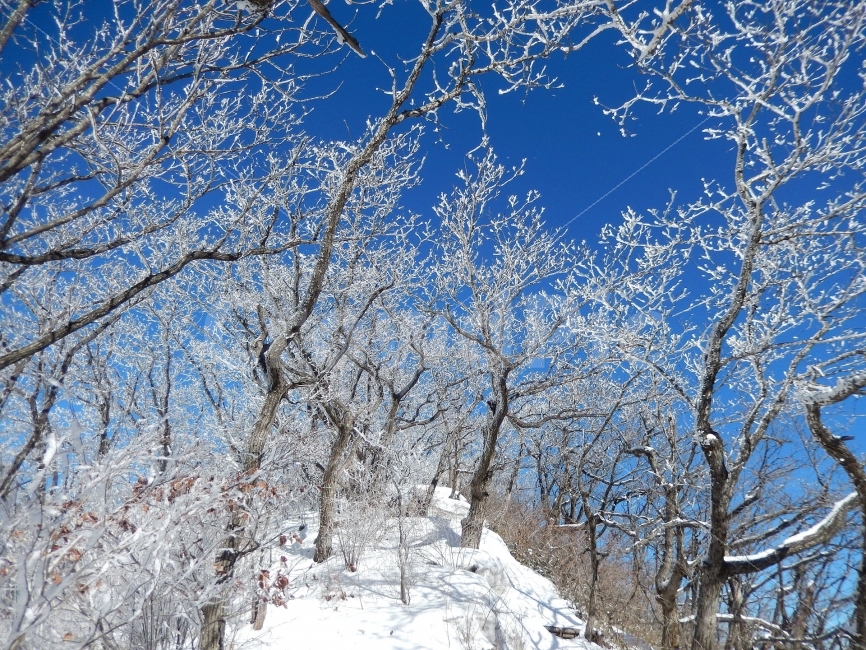 민주지산,눈꽃풍경,상고대,겨울풍경,겨울동화,눈풍경,파란하늘,100대명산,겨울명산,설경,서리꽃,영동,자연,풍경,nature,landscape,겨울,계절,winter,season,outdoors,옥외,snow,눈