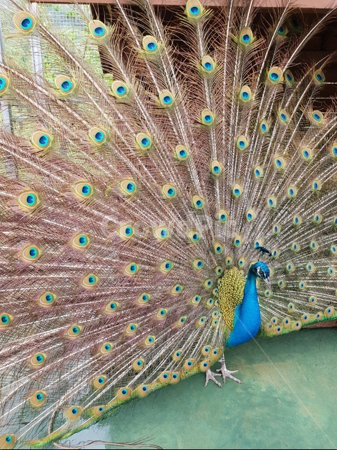 새,animal,동물,공작새,bird,동물,animal,조류,새,birds