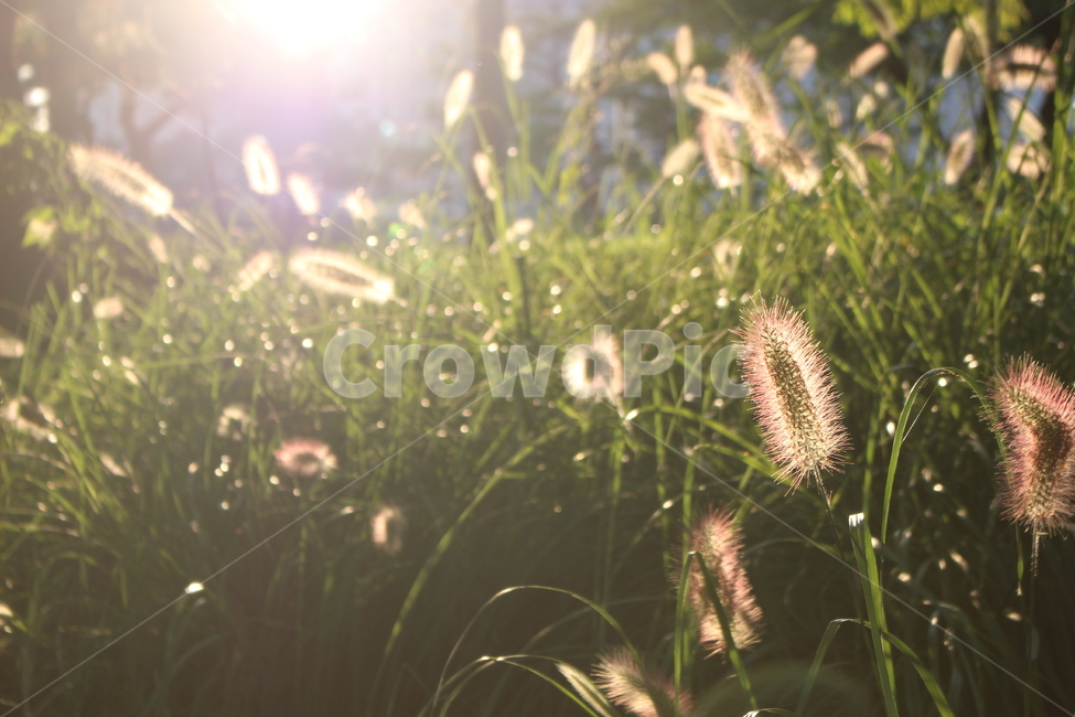 햇살,강아지풀,풀,잔디,햇빛,배경,이쁨,식물,자연,plants,nature
