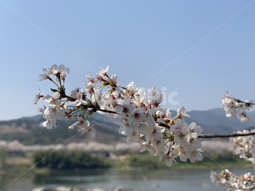 벚꽃,꽃,봄,나무,자연,봄,계절,spring,season,plant,식물