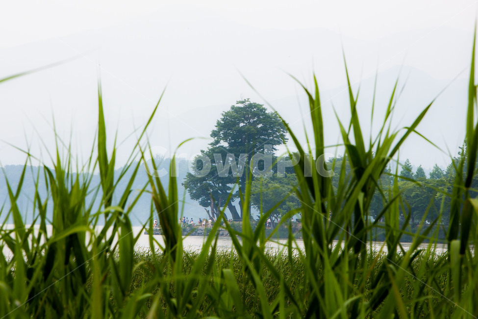 두물머리,풍경,호수,감성,관광명소,자연,풍경,nature,landscape,한국자연풍경,한국자연경관,korea nature landscape,식물,plants,plant,grass,잔디,vegetation,초목