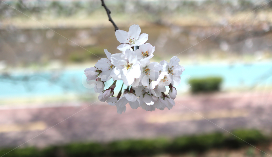 벚꽃,봄,벚꽃나무,tree,나무,불광천