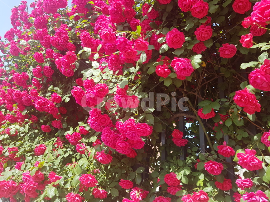 장미,장미꽃,rose,빨간색장미,빨강색장미,담벼락,빨간장미,붉은장미