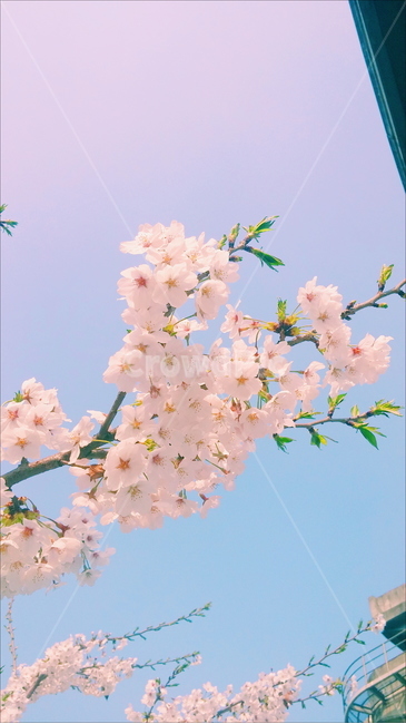 벚꽃,봄,하늘,분홍,자연,오밀조밀,봄,계절,spring,season,식물,자연,plants,nature,꽃,flower,plant,blossom
