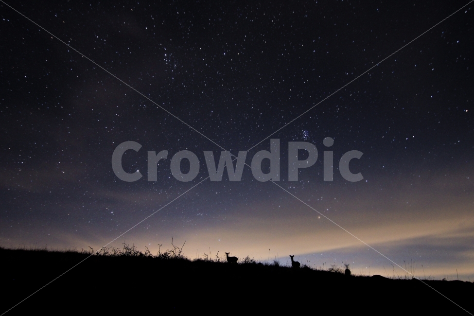 별,사슴,꽃사슴,밤하늘,별사진,굴업도,여행,deer,야경,백패킹,은하수,night,star,실루엣,저녁,밤,자연,nature,자연,풍경,nature,landscape,야경,밤,nightscape,night,동물,animal,포유류,mammal,실루엣,그림자,silhouette,shadow,outdoors,옥외