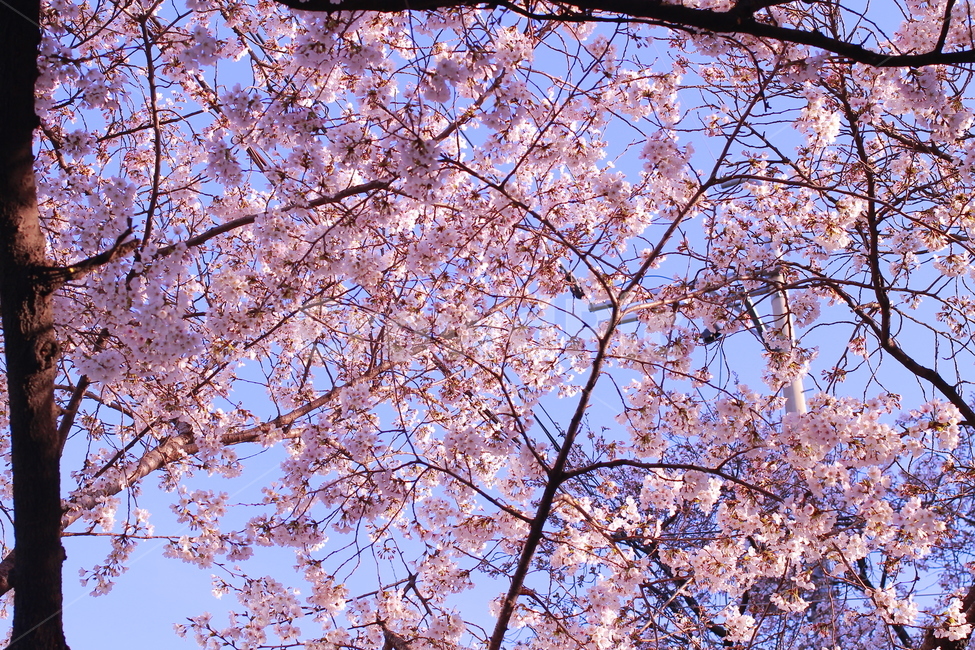봄,봄풍경,벚꽃,자연,꽃,봄,계절,spring,season,plant,식물,flower,blossom,cherry blossom