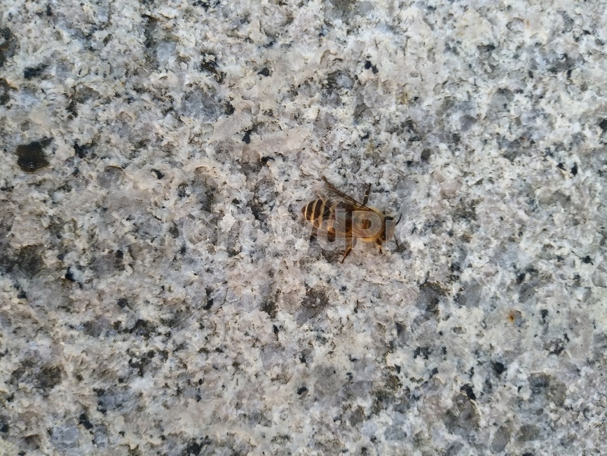 곤충,벌,bee,honeybee,꿀벌