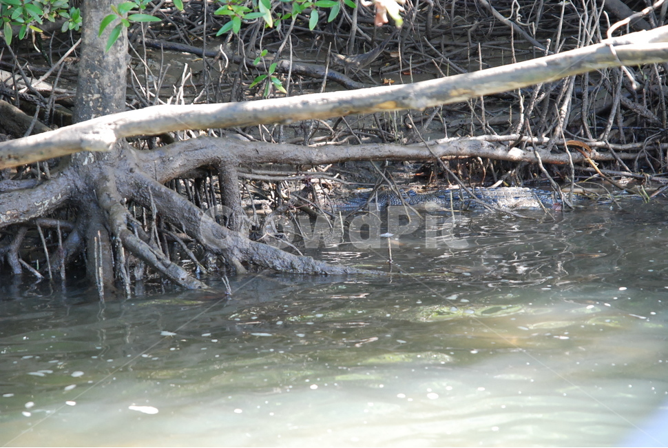 악어,crocodile,alligator,daintree,jungle,정글,열대우림,rainforest