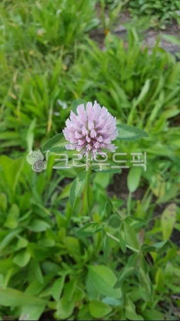 grass flower,wildflowers,nature,plant,weed,clover flower