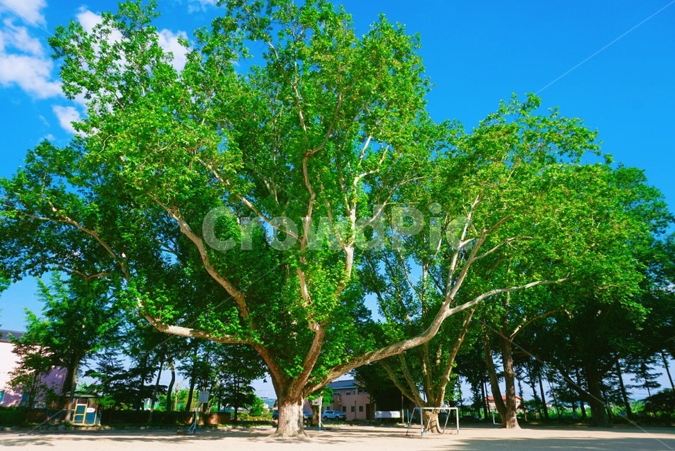 여름,임고초등학교,플라타너스,100년나무,시골학교,식물,자연,plants,nature,나무,trees,wood