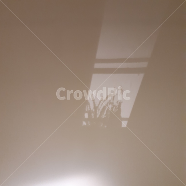 화분,그림자,빛,창문,분위기있는,식물,실루엣,그림자,silhouette,shadow