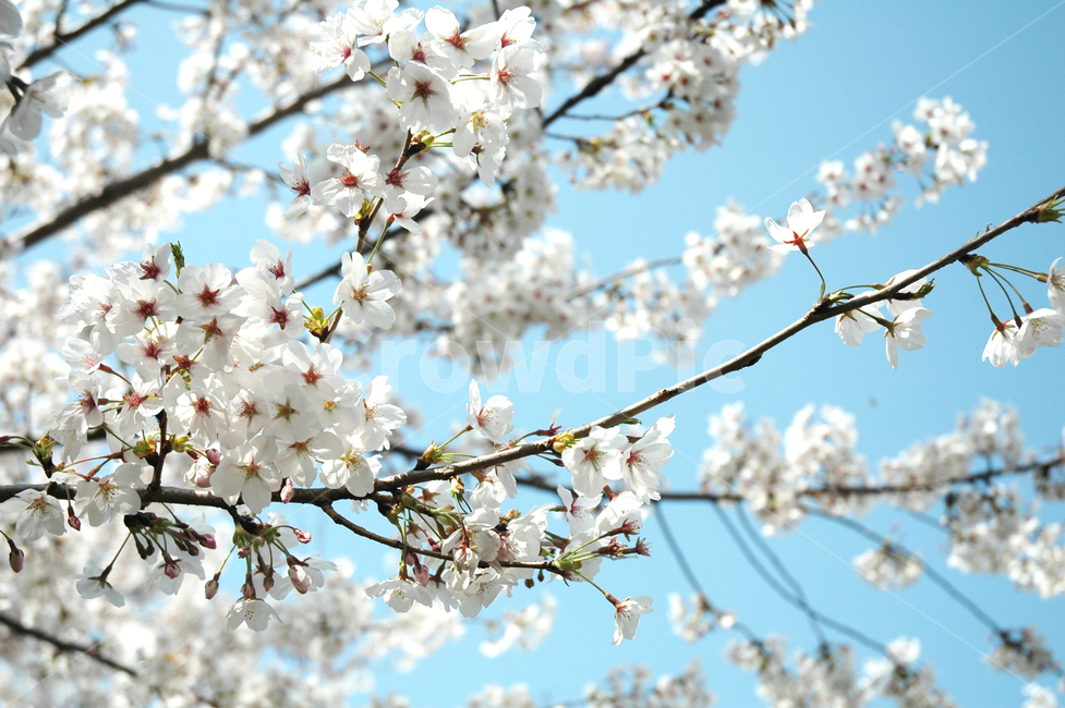 벚꽃,벗꽃,식물,자연,봄꽃,여백,하늘,배경화면,봄,계절,spring,season,plant,flower,꽃,blossom