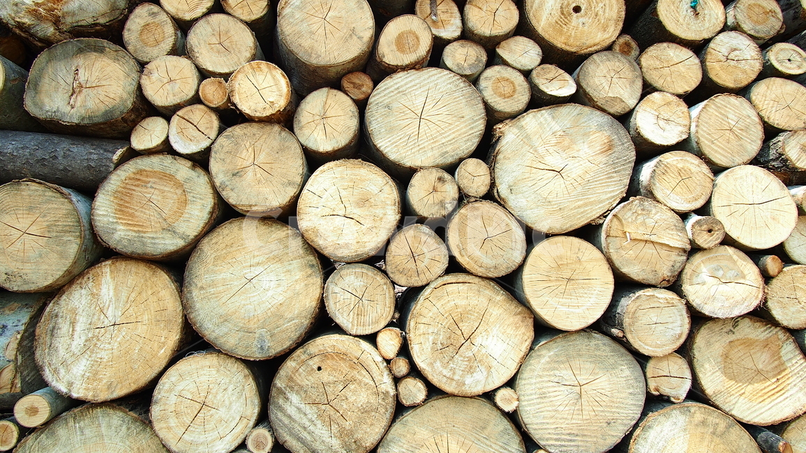 통나무,나이테,벌목,땔감,wood,firewood