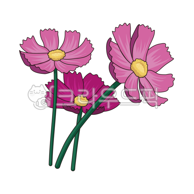 코스모스,꽃,가을,꽃송이,줄기,자주색,진한,연한,핑크,녹색,초록,그린,일러스트,클립아트,디자인,그래픽,귀여운