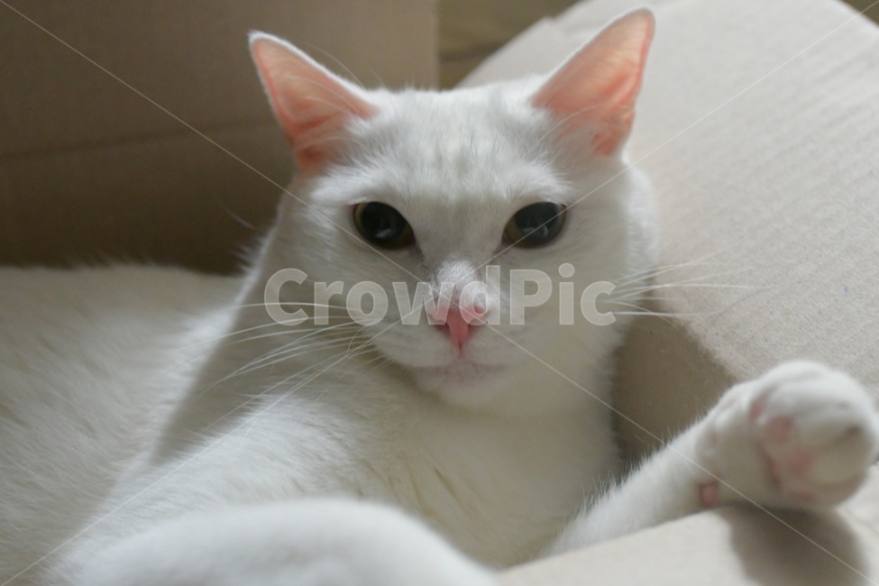 고양이,반려동물,반려묘,동물,코숏,cat,animal,동물,animal,포유류,mammal,고양이,cat,kitten,kitty