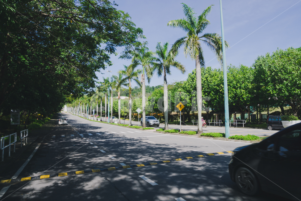 도로,하늘,통로,그림자,road,sky,path,shadow,summer,여름,arecaceae,palmtree,나무,tree,식물,plant,야자수