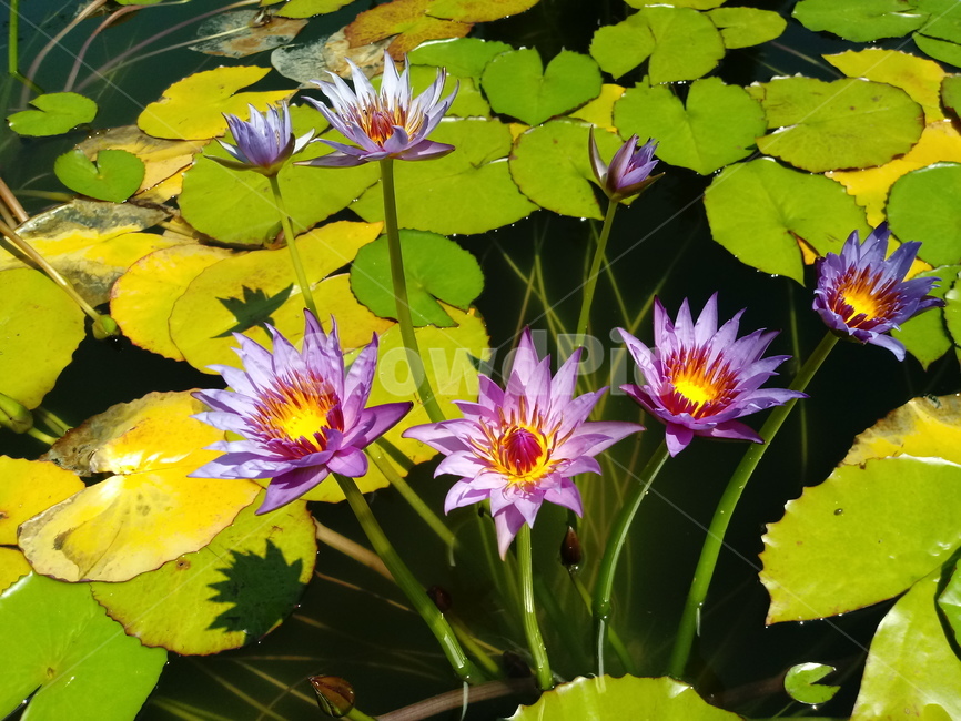 수련,다년생초본식물,수생식물,이판화,쌍자엽식물,자우련,waterlily