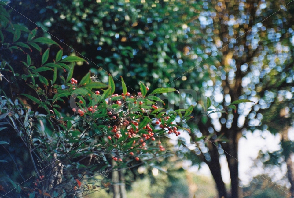 식물,열매,여름,필름사진,나무,greatwellPF1,필름카메라,장성카메라,식물,자연,plants,nature,감성,sensible,feeling