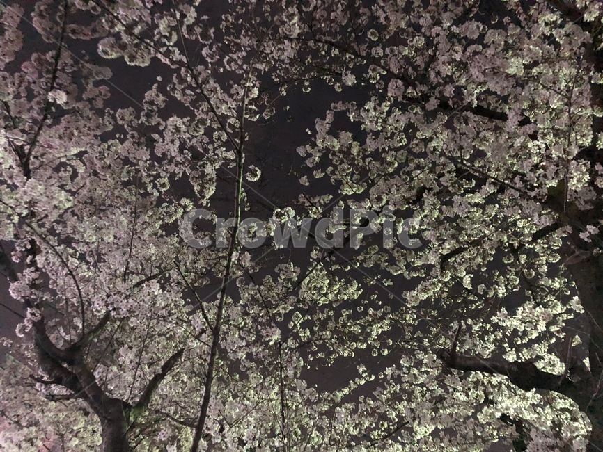밤,봄,벚꽃,꽃,밤하늘