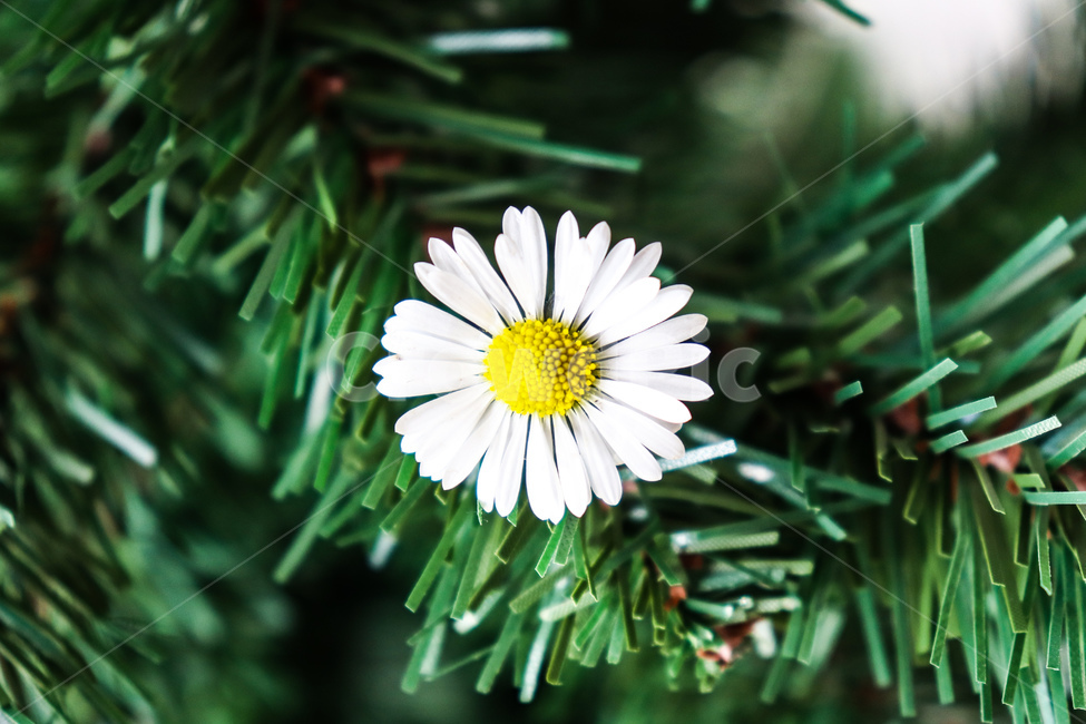 나무,tree,plant,꽃,데이지,flower