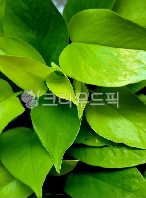 Skin Dapsus,plant,air purifying plants,leaf