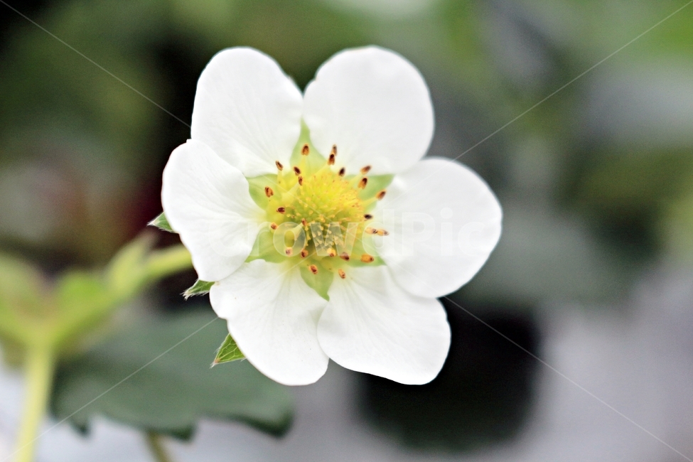 딸기,딸기꽃,식물,작물,꽃,과일,strawberry,딸기농장,딸기재배,flower,plant,식물,자연,plants,nature,꽃,flower