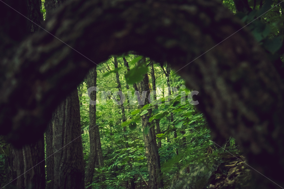 숲,나무,forest,자연,초록