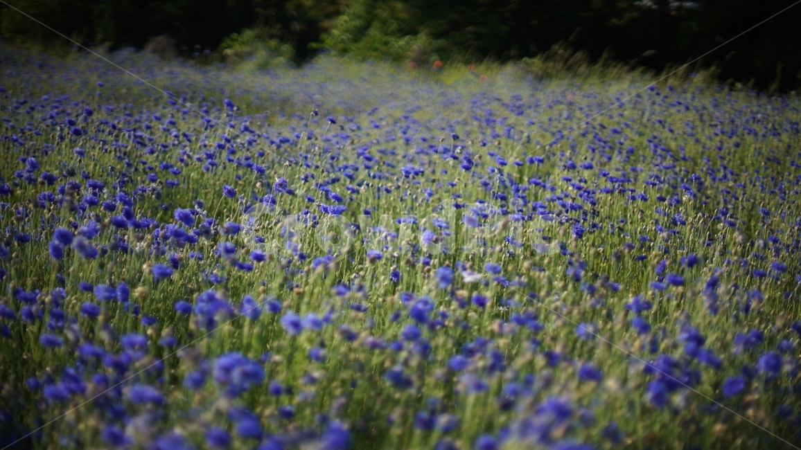 수레국화,꽃,여름,여름꽃,국화,꽃밭,식물,자연,plants,nature,꽃,flower