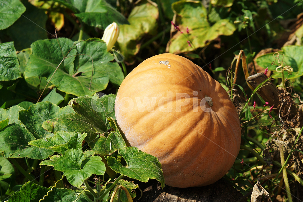 가을,호박,늙은호박,pumpkin,큰호박,식물,자연,plants,nature,채소,야채,vegetables