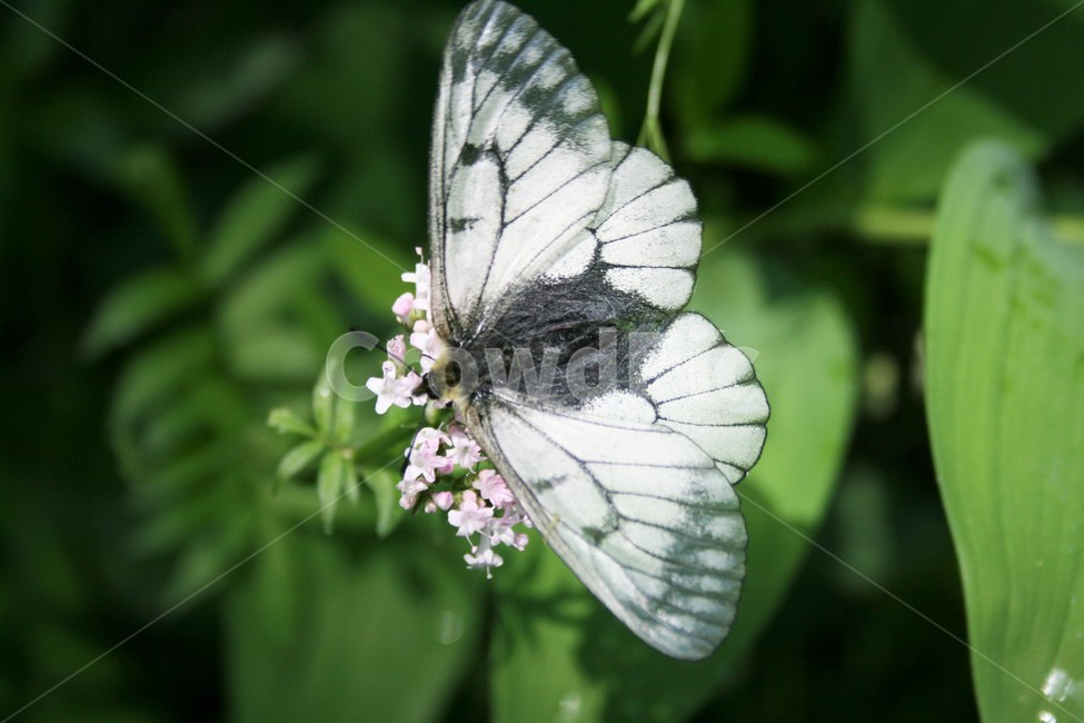 모시나비,모시범나비,호랑나비과,모시나비아과,곤충,자연,동물,animal,곤충,벌레,insect,bug