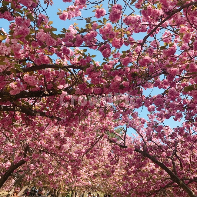 겹벚꽃,벚꽃,봄,핑크,꽃놀이,식물,자연,plants,nature,꽃,flower