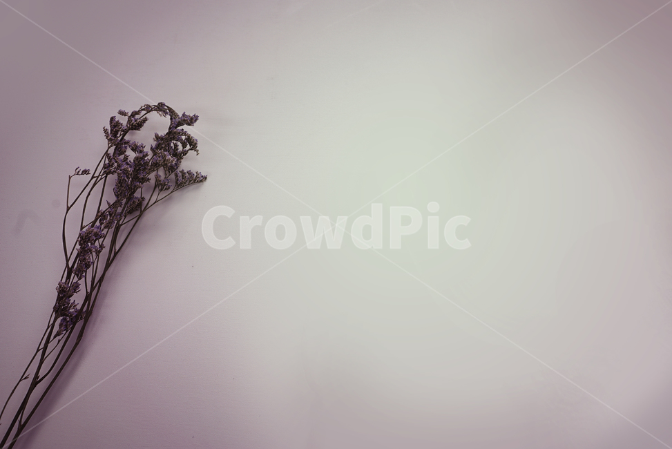 라벤더,말린꽃,드라이플라워,꽃,감성사진,프리저브드플라워,꽃,flower