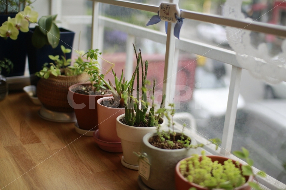 화분,허브,꽃,식물,감성,창가,인테리어,소품,식물,자연,plants,nature,인테리어,실내디자인,interior design
