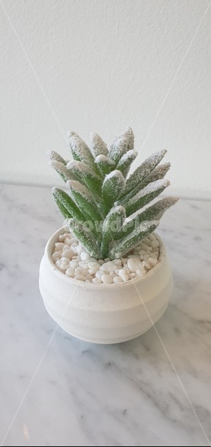 다육식물,눈쌓인식물,작은화분,예쁜식물,화분,식물,plant