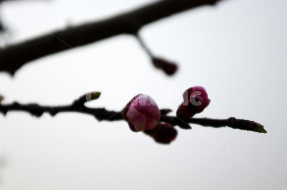 식물,plant,자연,nature,꽃,flower,매화,봄,spring,계절,식물,자연,plants,nature,꽃,flower