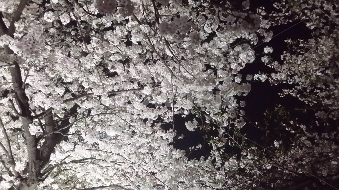 벛꽃,야간,조명,밤,산책,나들이,데이트,흐드러진,봄,계절,spring,season,야경,밤,풍경,nightscape,night,landscape,plant,식물,flower,꽃,blossom