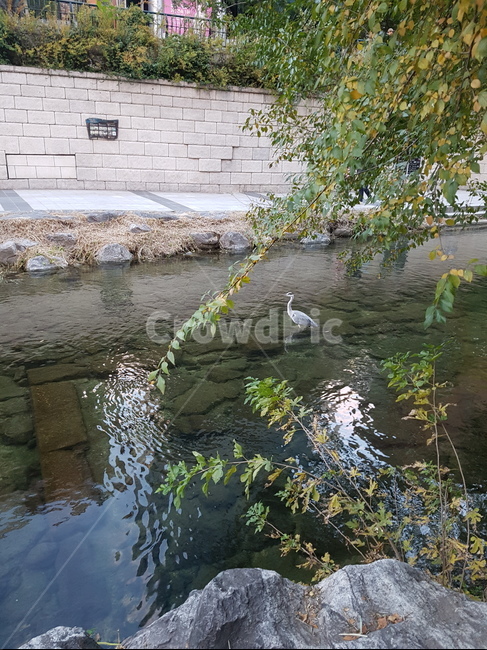 water,동물,bird,물,nature,새,outdoors,자연,animal,옥외,청계천,왜가리,동물,animal,조류,새,birds