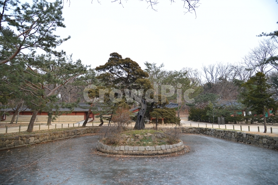 종묘,향나무,종묘제례,조선왕,유교,한국전통,한국문화,korean traditional,korean culture,랜드마크,landmark,tourist attraction,한국랜드마크,한국관광지,한국명소,korea landmark,korea tourist attraction,식물,자연,plants,nature,나무,trees,wood