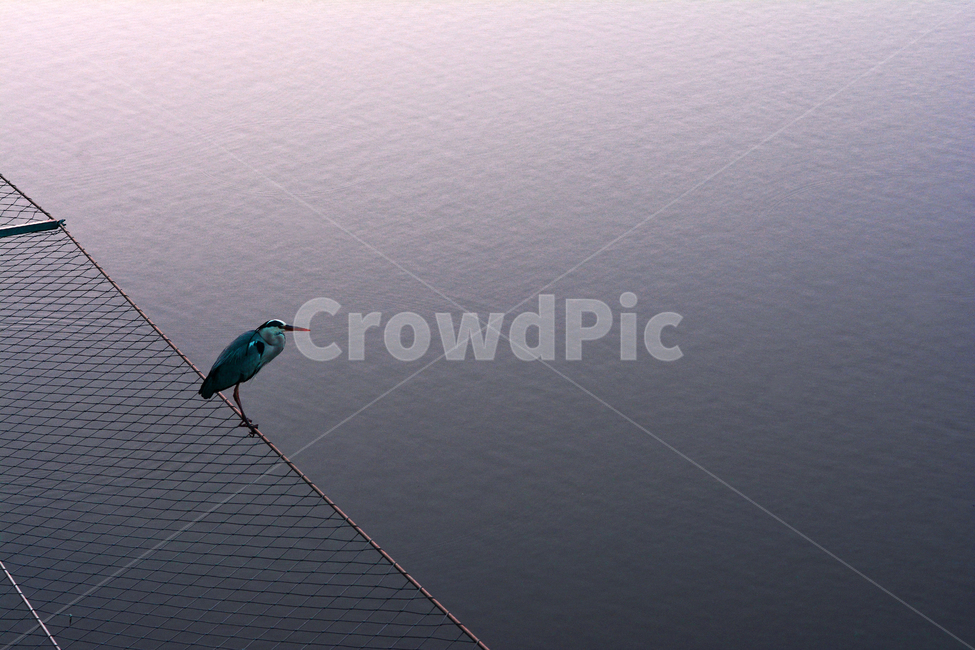 새,동물,고독,기다림,외로움,물결,감성,호수,웨이브,bird,wave,lake,그물망,앉다,조류,한마리,쓸쓸함,허전,적막,바라보다,시선,균형,잔잔한,물,water,풍경,그리움,waiting,호숫가,동물,animal,조류,새,birds