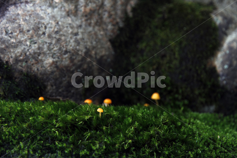 자연,plant,식물,moss,이끼,버섯,독버섯,poisonmushroom,mushroom,smallmushroom,orangemushroom,주황색버섯,오렌지색버섯,버섯,mushroom