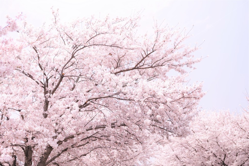 벚꽃,꽃,자연,나무,봄,꽃봉우리,핑크,하늘,분홍,가지,봄,계절,spring,season,자연,풍경,nature,landscape,식물,plants,나무,trees,wood,plant,blossom,flower